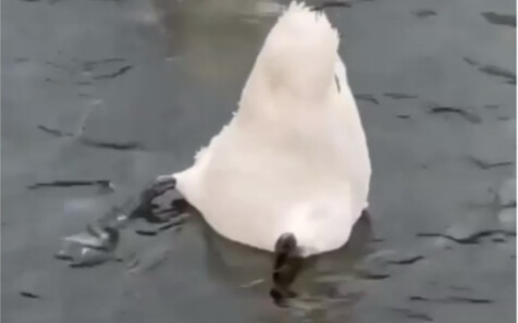 Thực tế chứng minh, sự hài hước nhảm nhí có thể lây lan!