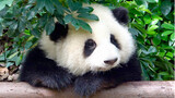 【Panda】It's so cute for Hehua to taking a nap