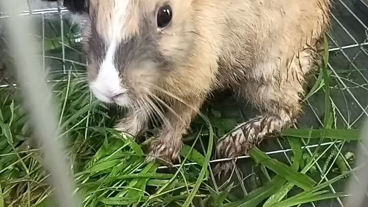 Rabit  #animal #rabit