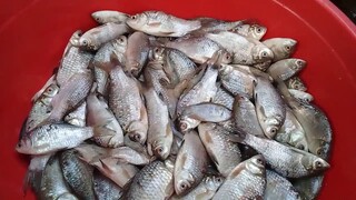 Cá diếc đồng chiên và kho tương. Món ăn dân dã