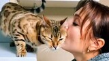 Special Ways Cats Say "I Love You" To Their Owner - Cute Cats And Owner