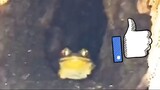 Frog hiding