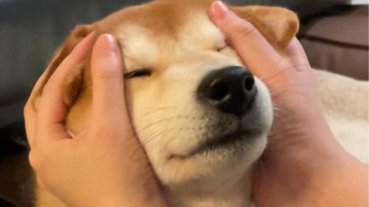 Chó: Tôi là Ngũ Bách, còn anh thì Hai Trăm Năm!