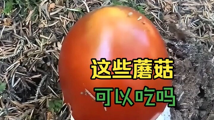 It’s mushroom-picking season again—can you eat these mushrooms you find in the wild?