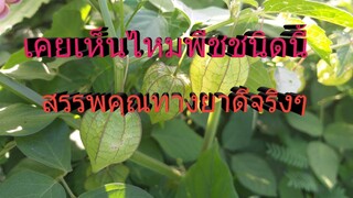 โทงเทง สรรพคุณทางยาที่คุณอาจไม่เคยรู้มาก่อนโดยเฉพาะรักษาการอักเสบต่างๆ/โดยฮอยไทยอีสาน