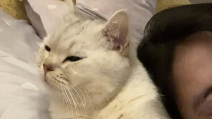 Kucing: Manusia yang aku pelihara ini terlalu clingy sama kucing...