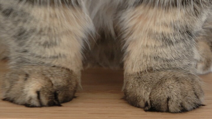 عندما أخرج الوجبات الخفيفة بينما القط منشغل بشيء آخر...