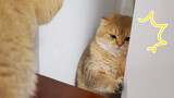 Một Chú Mèo Tội Nghiệp Bị Dồn Vào Góc Tường