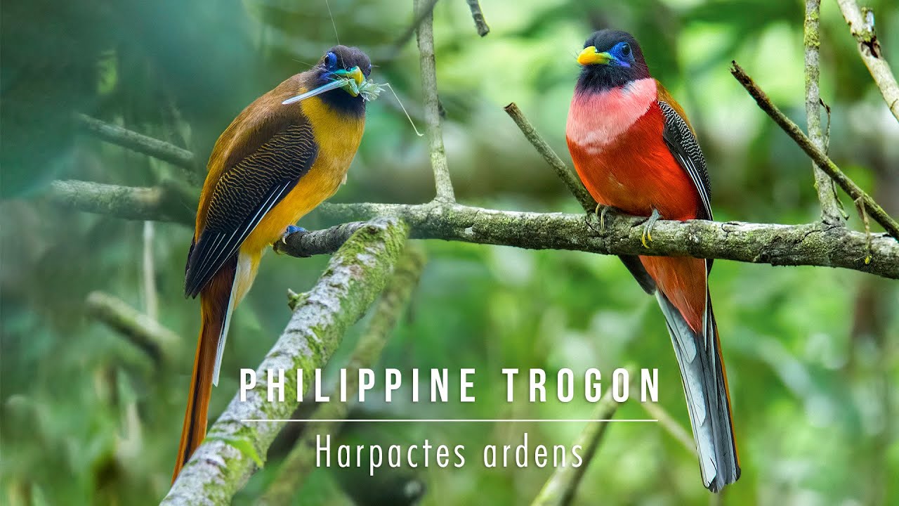 Fève Les Oiseaux Tropicaux 2002 Le Trogon des Philippines 