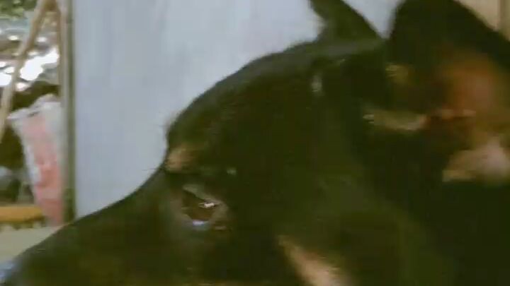 cute dog(•‿•)