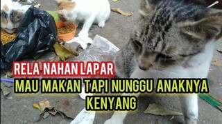 Aneh Tapi Nyata Induk Kucing Ini Rela Gak Makan Demi Anaknya Takut Kurang Padahal Makanan Banyak.!