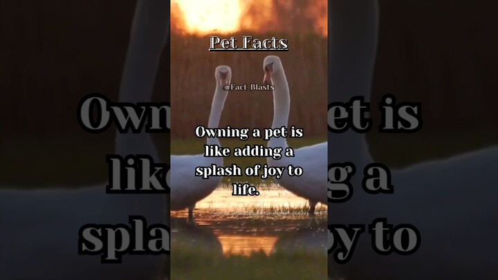Owing a pet is like adding a splash of joy to life #shorts