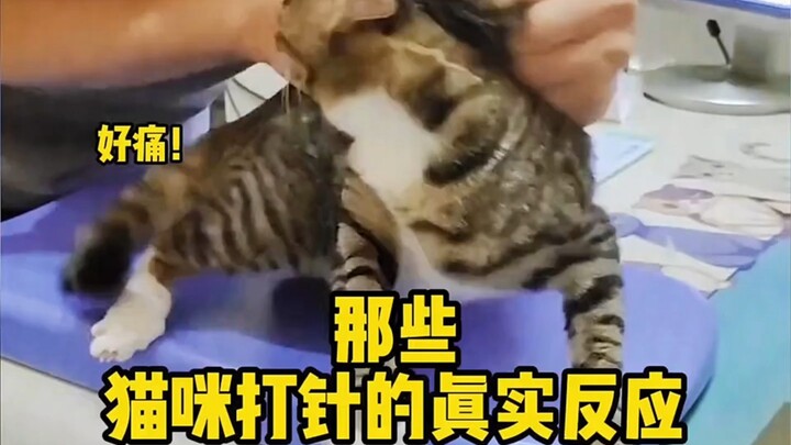 Reaksi sebenarnya kucing saat disuntik