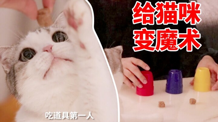 Biến trò ảo thuật cho mèo xem, phản ứng của mèo thật bất ngờ