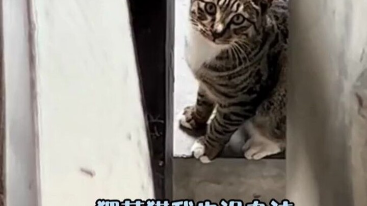 Tabby Cat: I can't help it—someone’s paying good money to save your life!