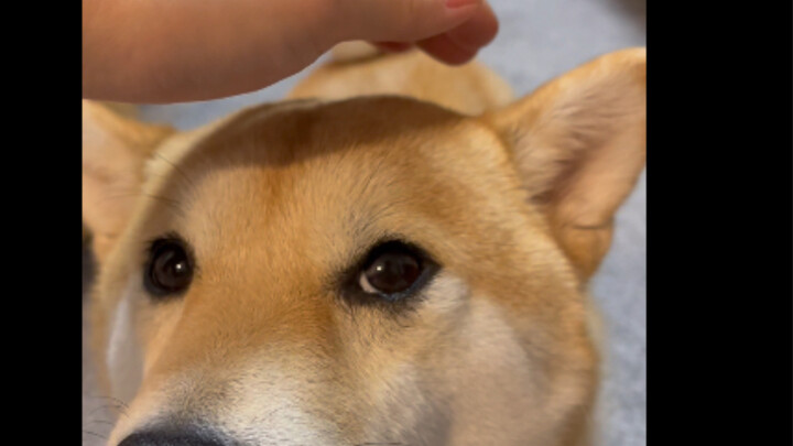 When you suddenly stop petting the dog