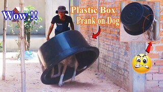 Wow !! New Prank | Super Huge Plastic Box Vs Sleeping Dog - Funniest Videos | How can stop Laugh?