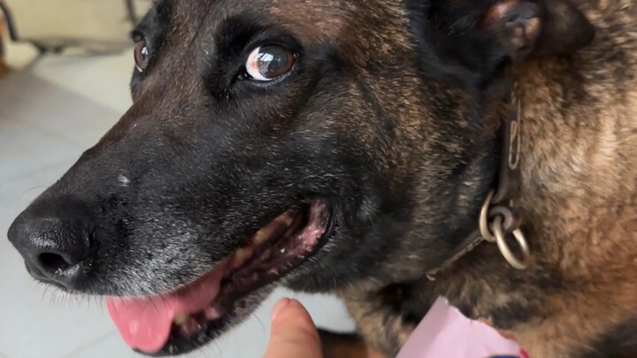 Dog: This time it’s really not worth it.