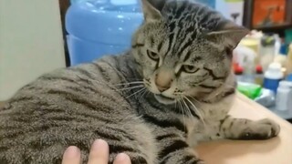 Nuôi con mèo mà không cho đụng vào thế này thì nuôi để làm gì chứ...