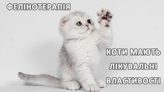 Фелінотерапія | Коти мають лікувальні властивості | Лікування котами