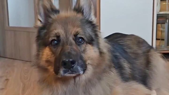 The German Shepherd still thinks it’s a baby, trying to squeeze into a basin much smaller than its s