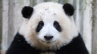 What do giant pandas do in the morning?