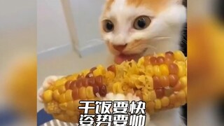 猫猫:干饭不积极，思想有问题