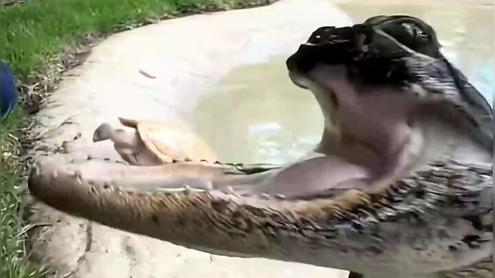 تمساح متبقي نصف فمه 🐊