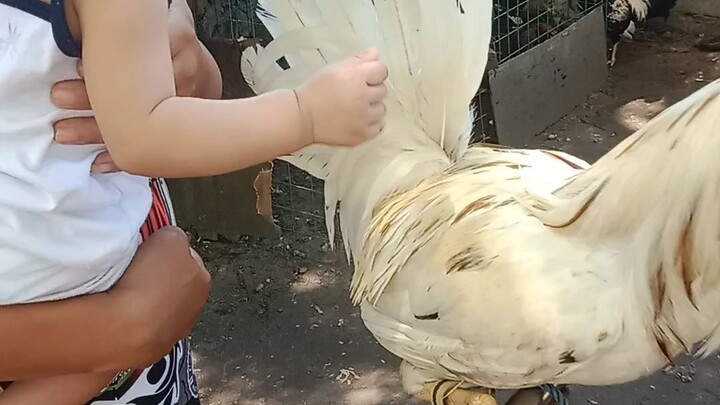 ang lady gaper ng kambal game farm.soon..