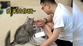 The world cannot be without cats