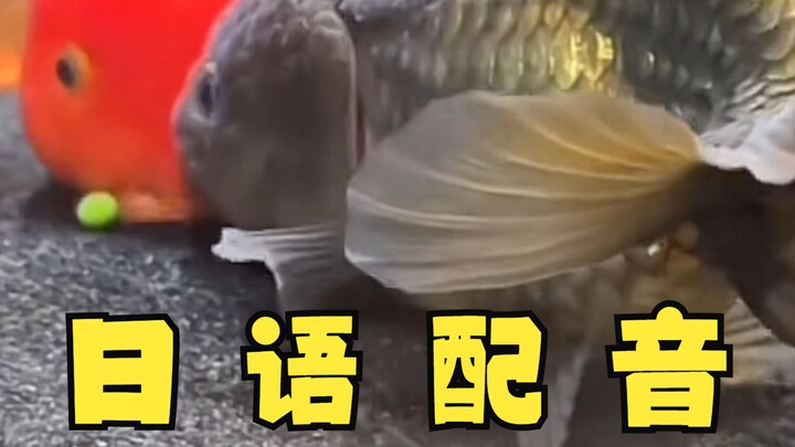 Don't eat! Don't eat! Japanese dubbing
