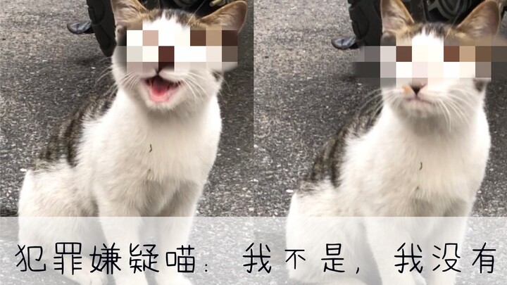 【น้องแมวเหมียว】ถูกจับได้คาหนังคาเขาขณะขโมยของใต้หอพักหญิง