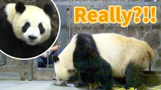 Oh No! The Panda Speaks! It is Bickering with the Keeper.