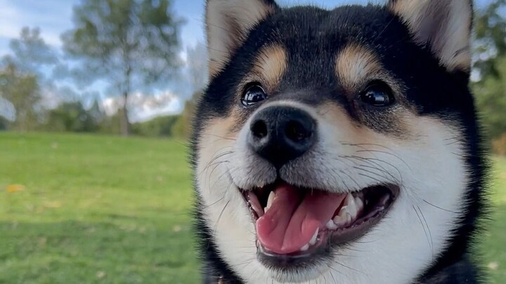 Kenapa ada anak anjing yang begitu suka tertawa?