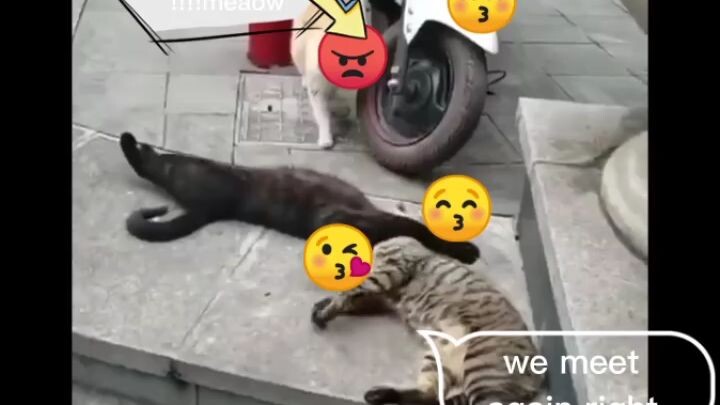 valentines 🐈