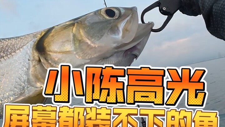 Memancing seekor ikan yang bahkan tidak muat di satu layar