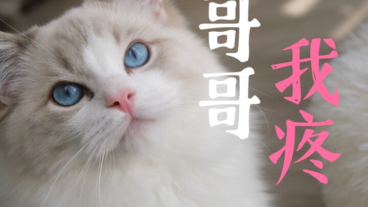 Loki究竟是猫传腹还是………