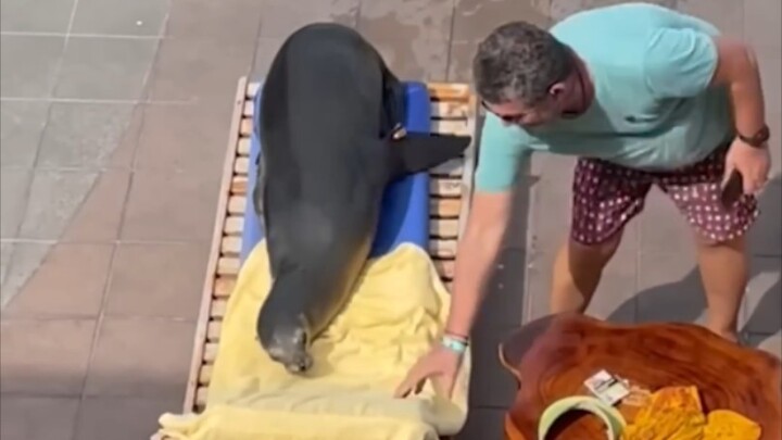 Con sư tử biển đã đuổi khách du lịch đang nghỉ ngơi đi và chiếm lấy ghế nằm của anh ta