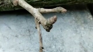 Lucu|Gabungan Cuplikan Perilaku Aneh Binatang