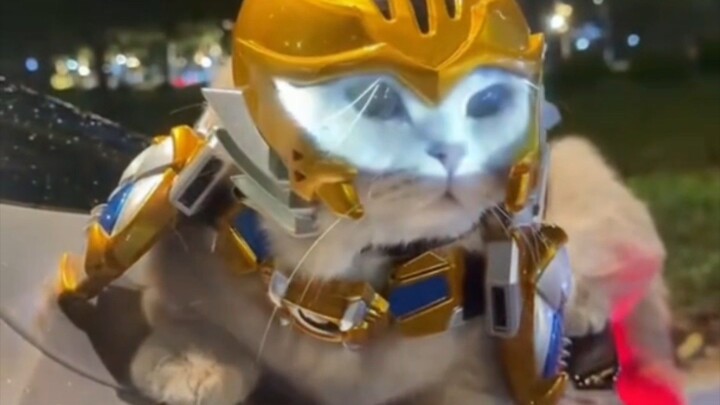 Địa Meo Hiệp 🐱