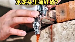 Người chủ trang trại lợn xinh đẹp thực sự cho lợn ăn rượu vang đỏ mỗi ngày, và đó là Lafite năm 1982