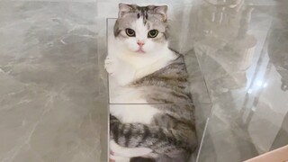 Hóa ra mèo thực sự là chất lỏng!