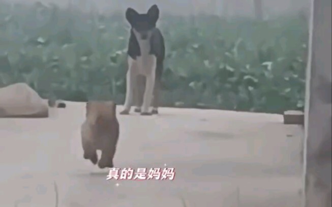 بعد شهر من تبنّي الجرو، جاءت الأم فجأة لزيارته