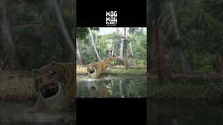 Tiger - MOGMOG PLANET Observation Diary | It's Anime #shorts #anime #animals