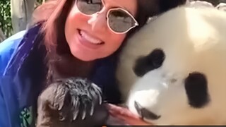 Foreign websites are hotly discussing that Chinese pandas are forced to take photos with foreigners 