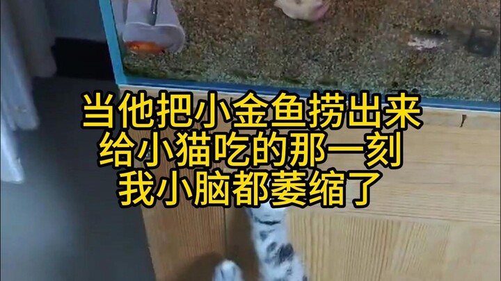 The moment he took out the goldfish and gave it to the cat, my cerebellum shrank