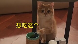 Mèo con: Em như thế này mà anh thật sự không xót xa sao?