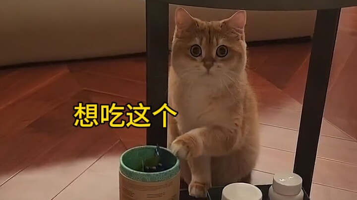 Kitten: Don’t you feel even a little bit sorry for me like this?