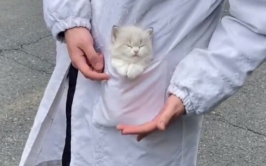 Một túi mèo đang ngủ say