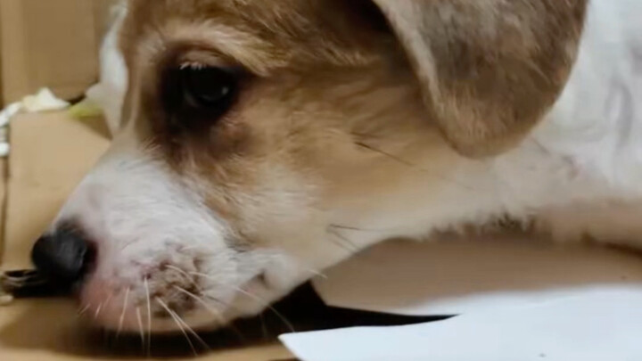 ซื้อลูกหมาตัวน้อย ดาวน์แค่ 15 หยวน!